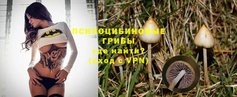 Псилоцибиновые грибы Magic Shrooms  Вичуга 